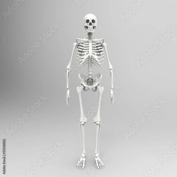 Fototapeta Human Skull