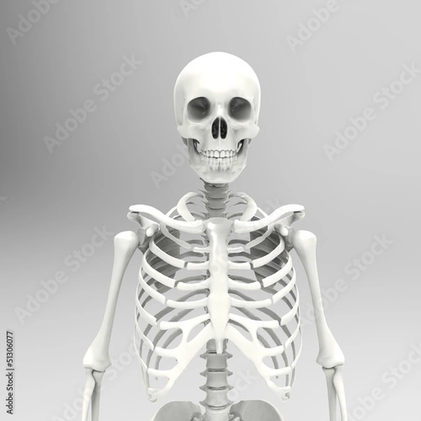 Fototapeta Human Skull