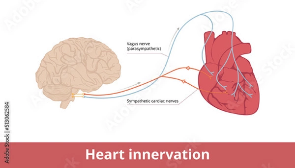 Fototapeta Heart innervation. Basic scheme of heart contraction and heart rate control system via vagus nerve and sympathetic cardiac nerves.