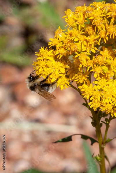 Obraz Bumblebee on Yellow Flowers