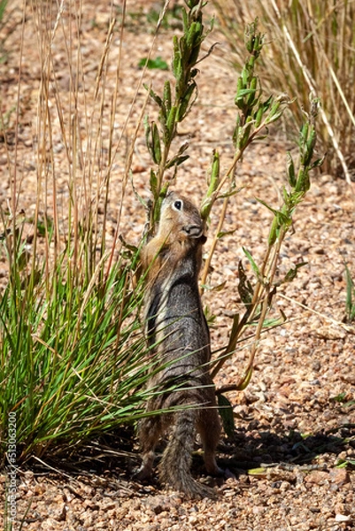 Obraz Chipmunk Breakfast