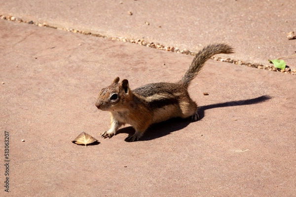 Obraz Colorado Chipmunk