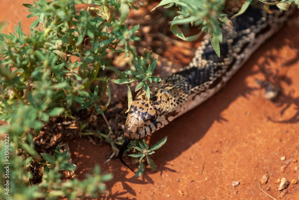 Obraz Snake in the Grass