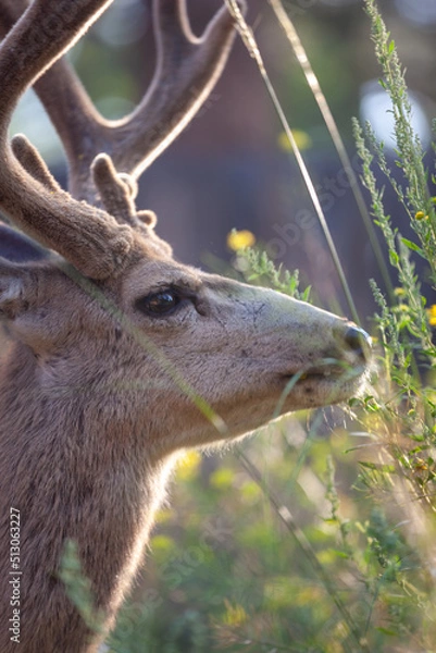 Obraz Deer in Morning Light