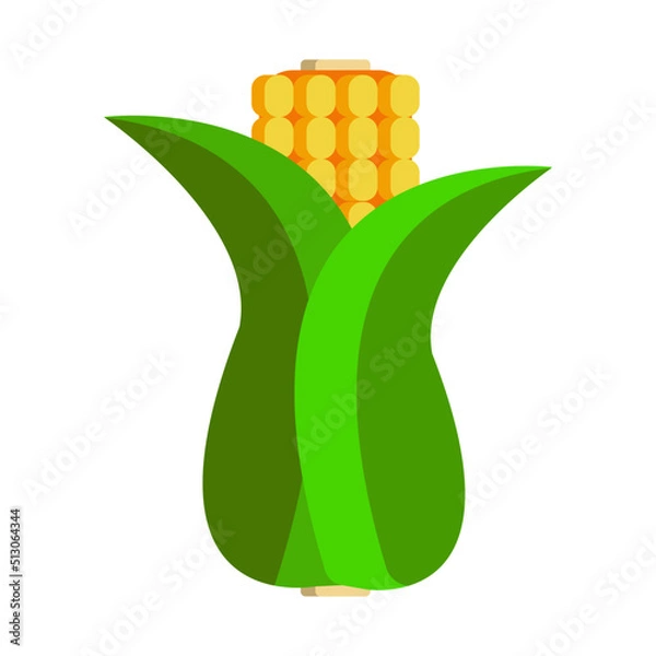 Obraz Illustration of wrapped corn isolated on white background. Fresh corn. 