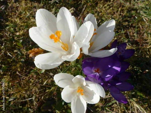 Fototapeta white crocus flowers