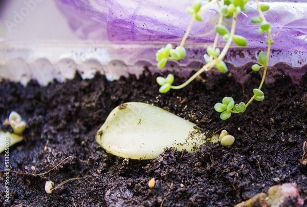 Obraz Sprouted succulent leaf. Echeveria.