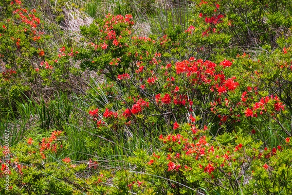 Fototapeta 橙色の花を咲かすレンゲツツジ