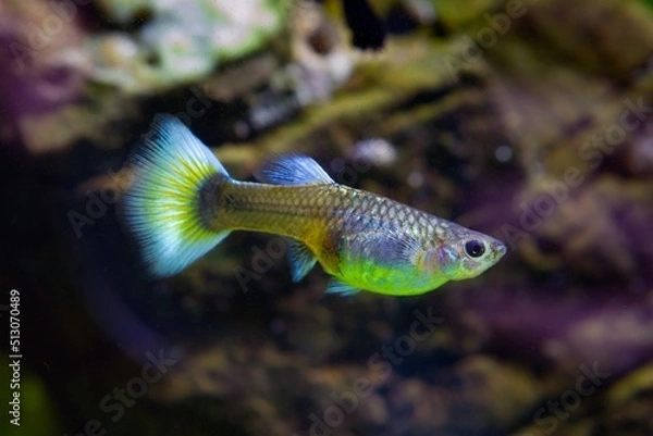 Obraz colorful neon glowing freshwater female of dwarf fish guppy adult with big blue tail, popular and hardy enduring species for beginners, free space dark blurred background, peaceful relax