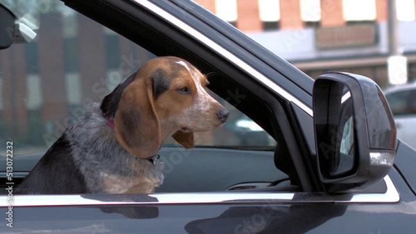 Obraz Northern Illinois, USA. May 20, 2022. A dog with its head outside of a cars window appears to be looking in the mirror.
