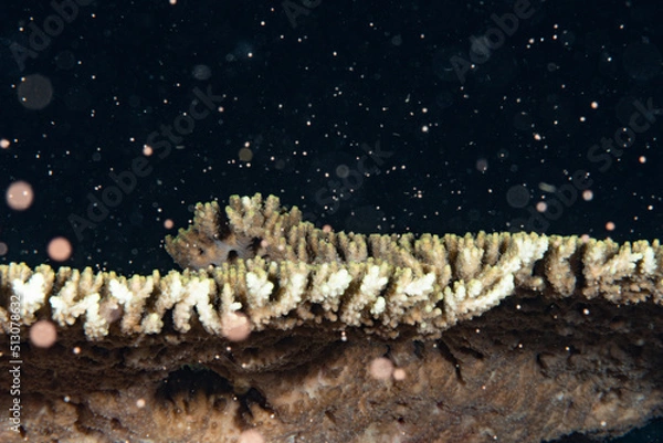 Obraz 珊瑚の産卵