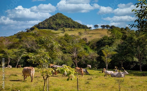 Obraz View of a hill in the Ybytyruzu Mountains in Paraguay that looks like an overgrown pyramid.