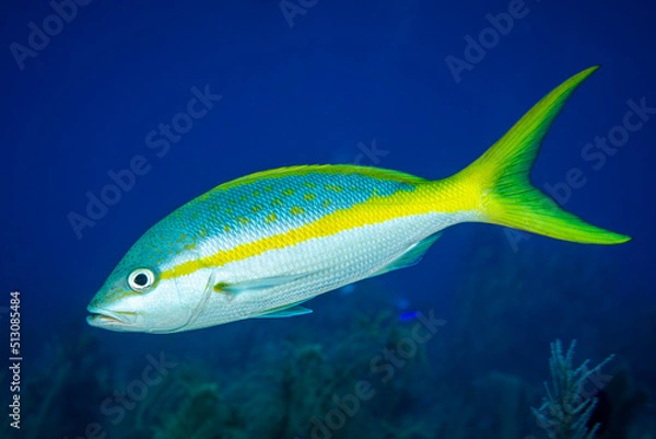 Fototapeta Yellowtail snapper on coral reef at Little Cayman Island in the Caribbean