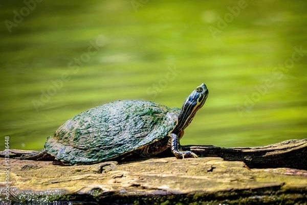 Obraz Turtle On A Log At Lake