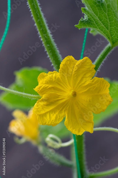 Fototapeta きゅうりの花