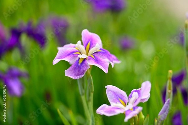 Fototapeta 花菖蒲