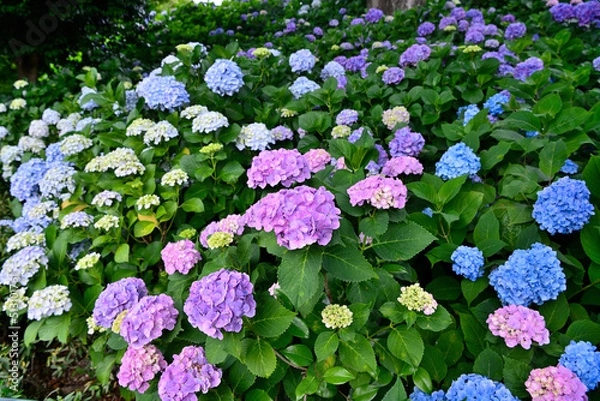 Fototapeta 紫陽花