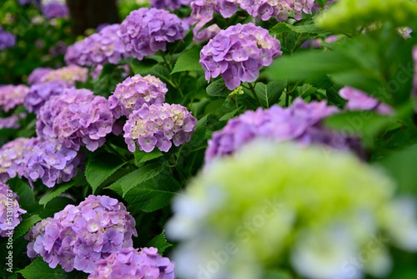 Fototapeta 紫陽花
