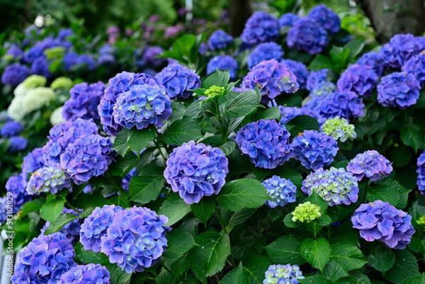 Fototapeta 紫陽花