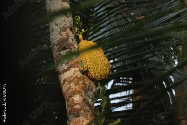 Obraz A jack fruit on a jack fruit tree