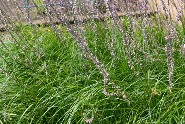 Obraz  ハナズゲの花が開花　学名：Anemarrhena asphodeloides 　生薬名：　チモ（知母）