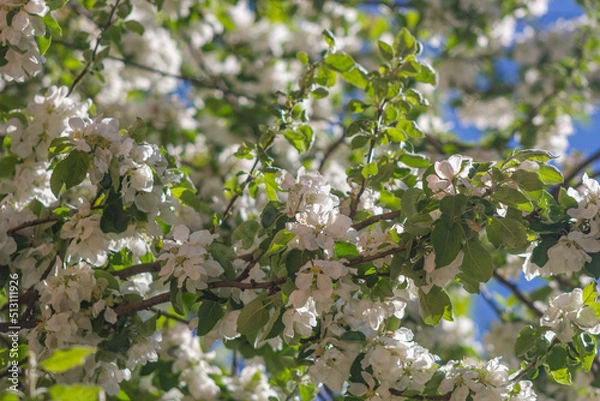 Fototapeta blossoming tree in spring