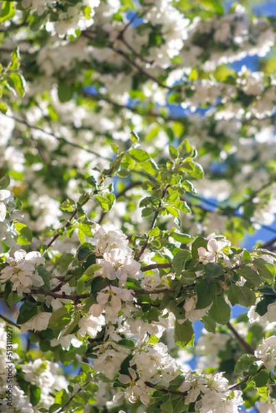 Obraz apple tree in bloom