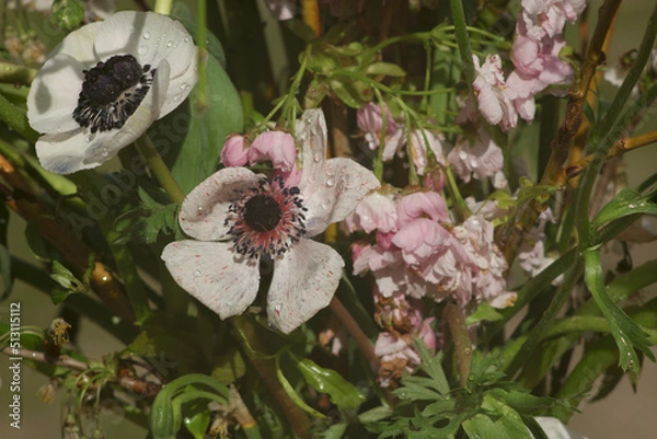 Obraz white flowers with dew drops