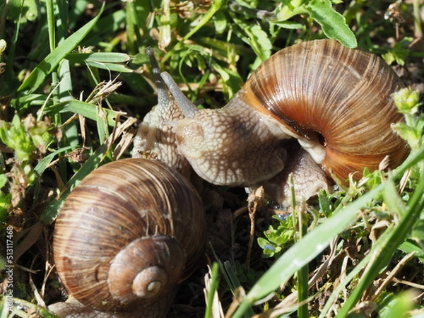 Fototapeta Two Burgundy snails - Helix pomatia is also a Roman snail in a natural environment in a meadow in bright light close-up, macro