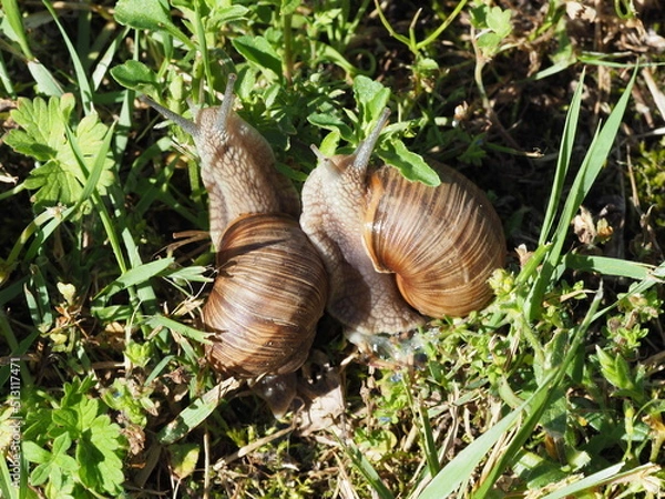 Fototapeta Two Burgundy snails - Helix pomatia is also a Roman snail in a natural environment in a meadow in bright light close-up, macro