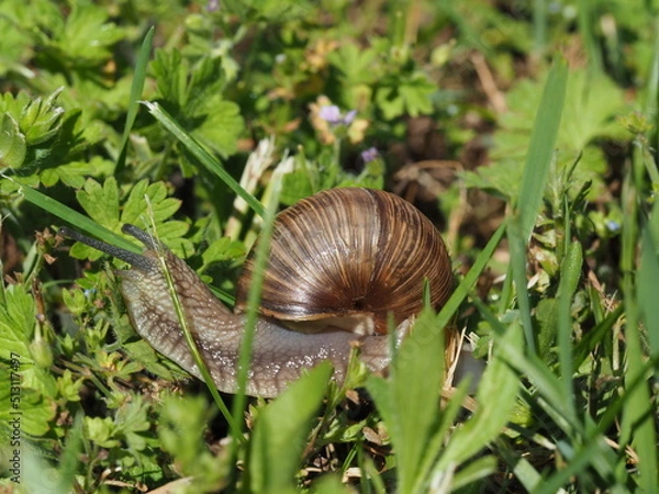 Fototapeta Burgundy snail - Helix pomatia is also a Roman snail in a natural environment in a meadow in bright light close-up, macro