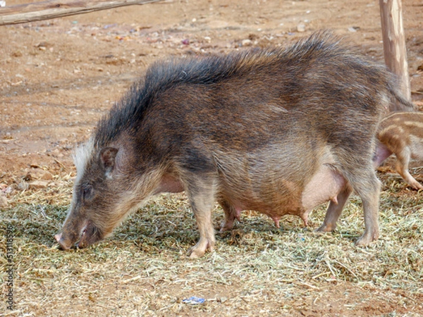 Obraz Pig roaming freely in Indian village rural areas.