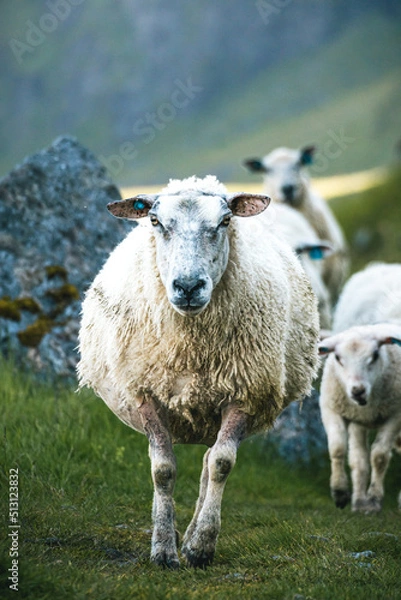 Obraz Incoming sheep