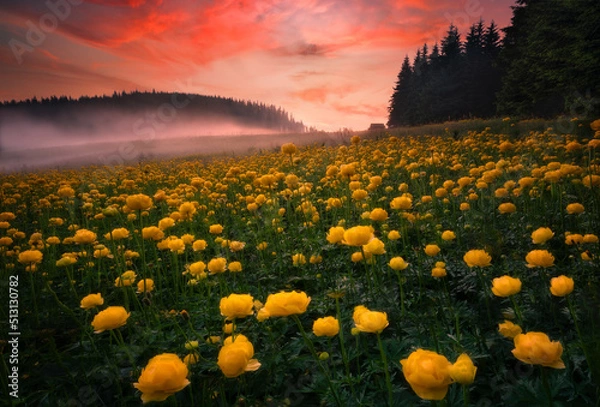 Fototapeta Fields of yellow peonies flower in Bulgaria. Dark clouds, contrasting colors. Magnificent sunrise, summer landscape.