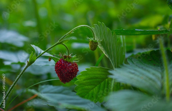 Obraz strawberries, summer berries, in a forest clearing