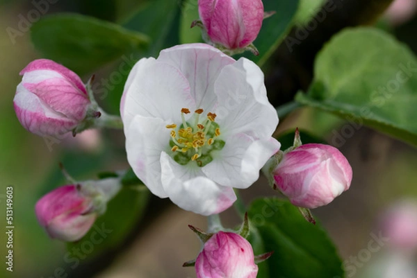 Obraz Flowers on an apple tree branch in the garden in spring