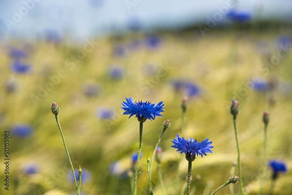 Obraz Kornblume