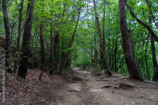 Fototapeta 初夏の吾妻山登山道
