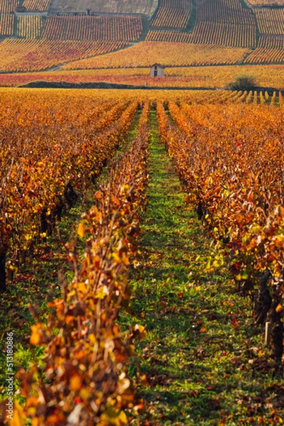 Fototapeta un paysage de vignoble en automne. Un vignoble automnale. Des vignes en automne. Des vignes de Bourgogne en automne. 
