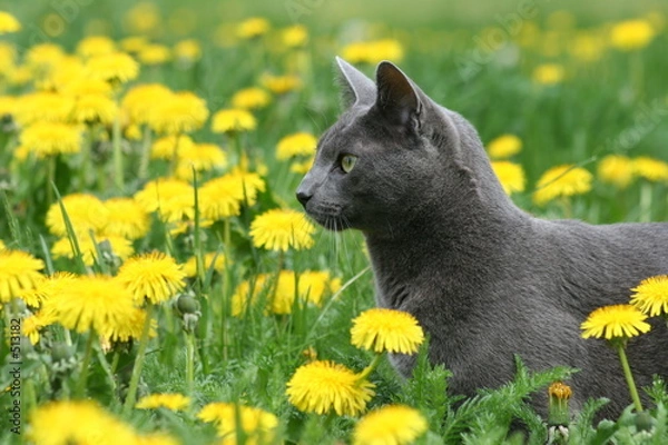 Obraz cat in the dandelions