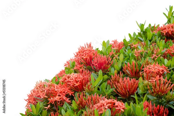 Obraz Ixora  flower isolated on white background