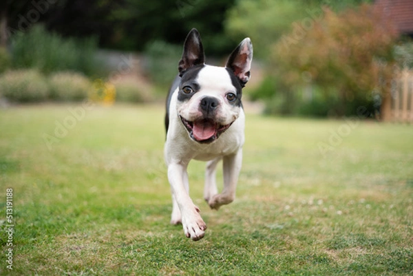 Fototapeta Boston Terrier dog running in a garden towards the camera at eye level. Shallow focus on her eyes. She looks very happy.