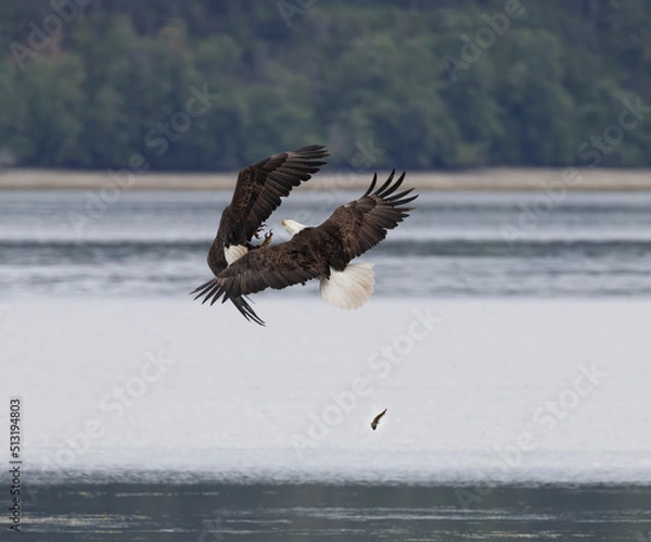 Fototapeta Seabeck Bald Eagles