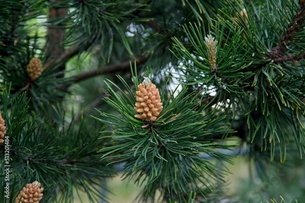 Obraz Young pine cones close up. Coniferous trees in spring.