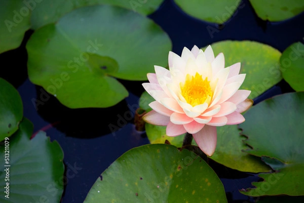 Fototapeta スイレン-20220617