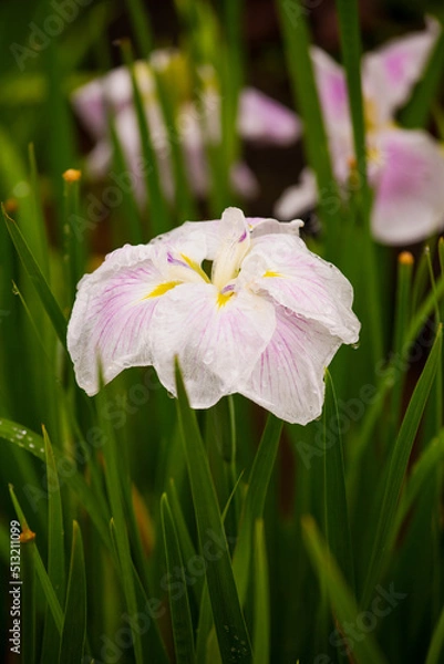 Fototapeta ショウブ-20220623