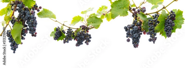 Fototapeta red grapes on a branch with leaves isolated on a white background