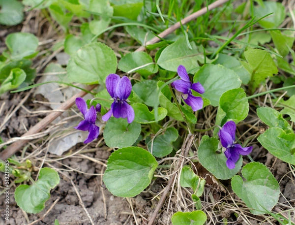 Obraz flowers in the garden