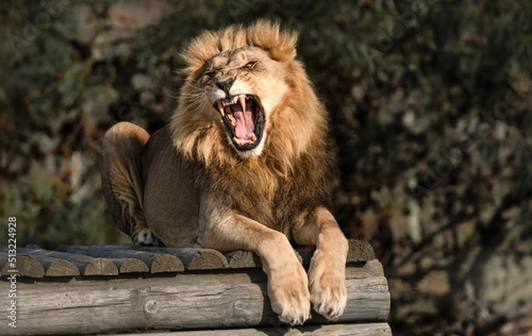 Obraz Wild lion roaring - Mighty and strong big cat seen on a safari nature adventure in South Africa