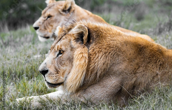 Obraz Lion and lioness couple laying in the African sun - safari adventure for the best wild animals in the world